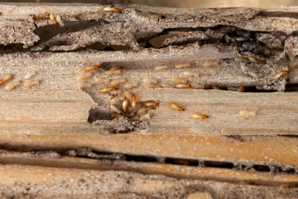 Best Affordable Pest Control Services  in Grant, MI