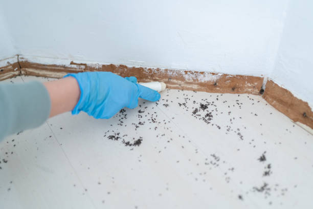 Trusted Grant, MI Pest Control Experts